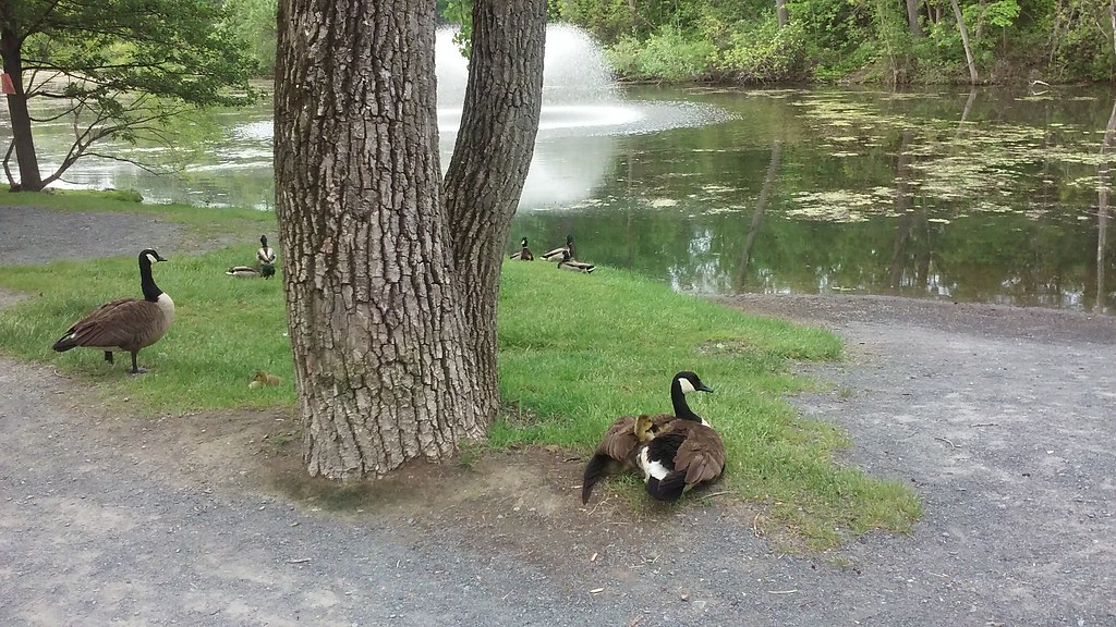 Buckingham Lake Albany NY Catskill Mtns Flickr