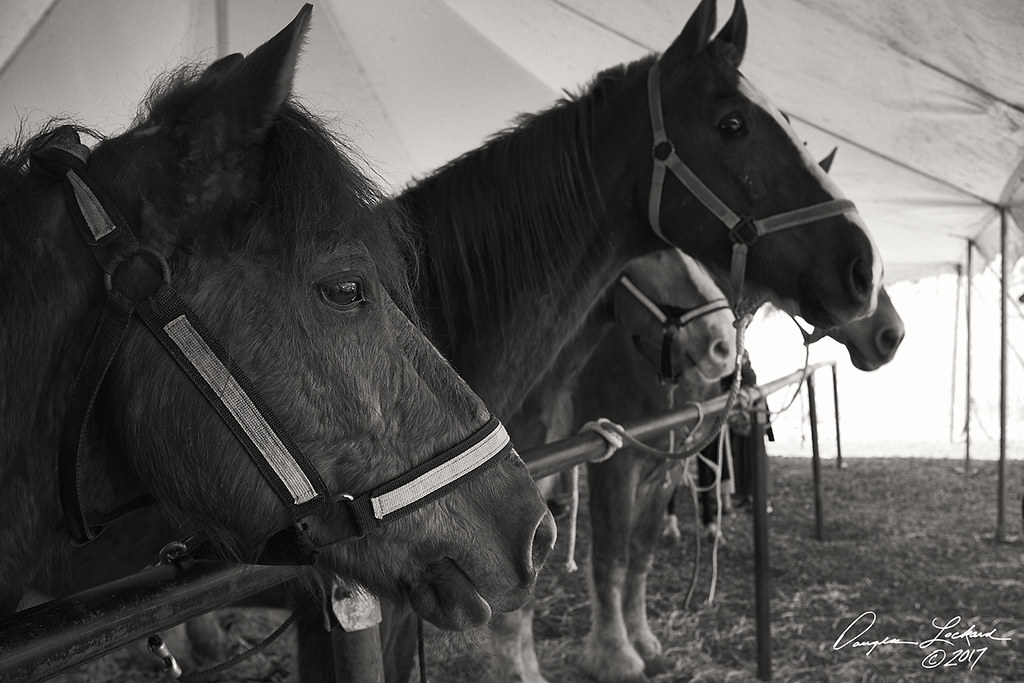 Lancaster County Mud Sale 2017 Flickr