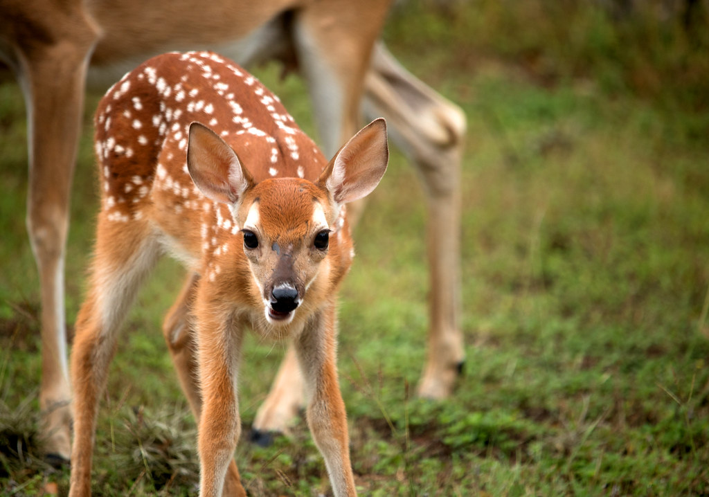 Doe a Deer a Female Deer Blake Baugh Flickr