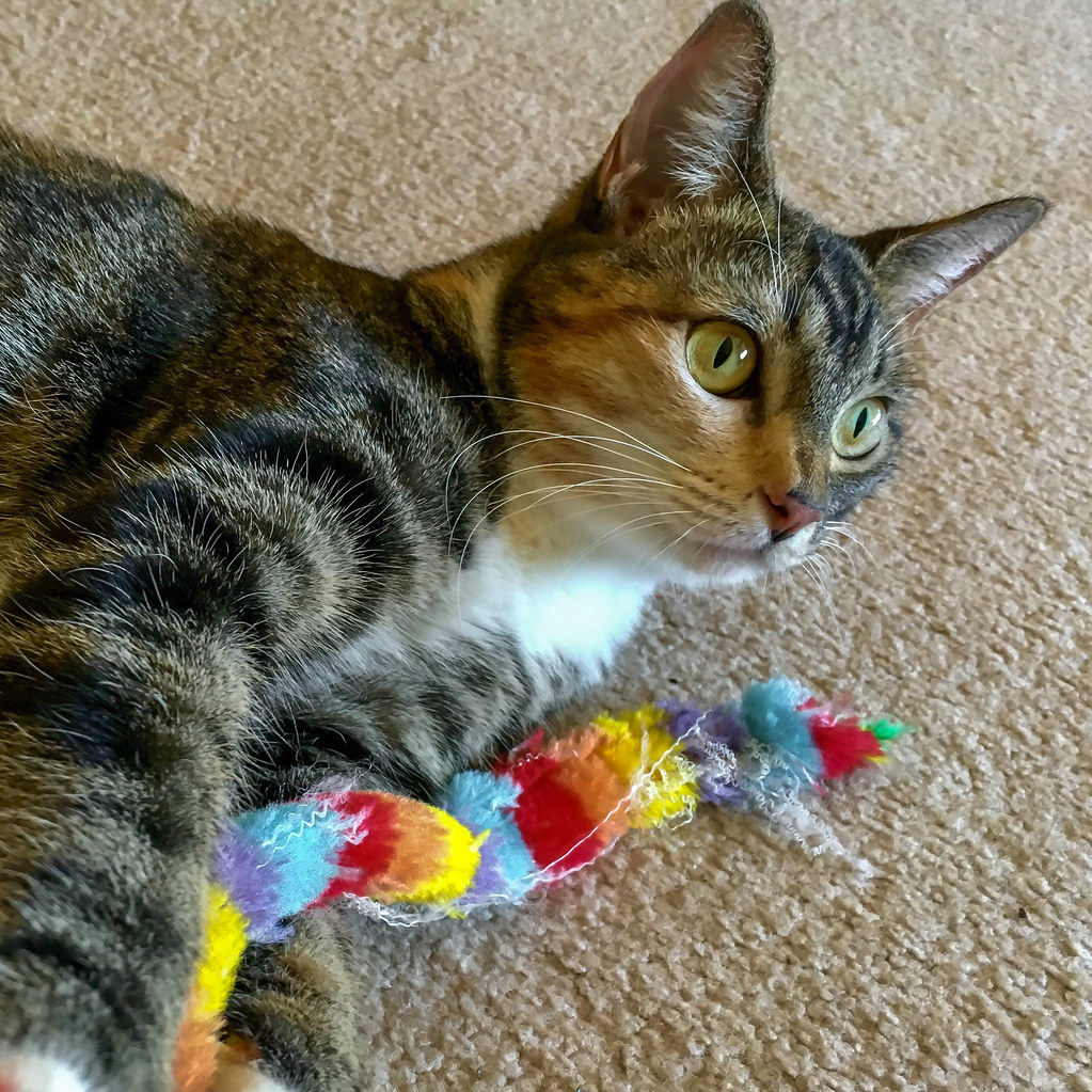 Cat toy Toph plays with her cat toy! Kevin Dooley Flickr
