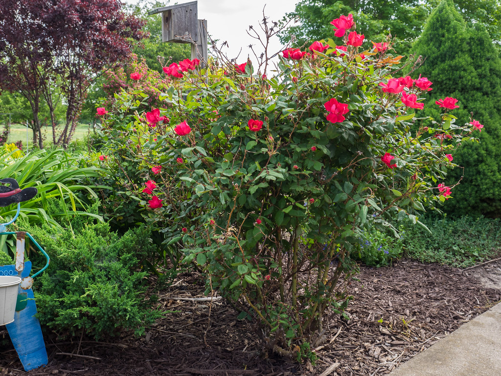 Rosa 'Radrazz', 2017, KNOCKOUT™ Shrub [Rose] "Rosa 'Radraz… Flickr