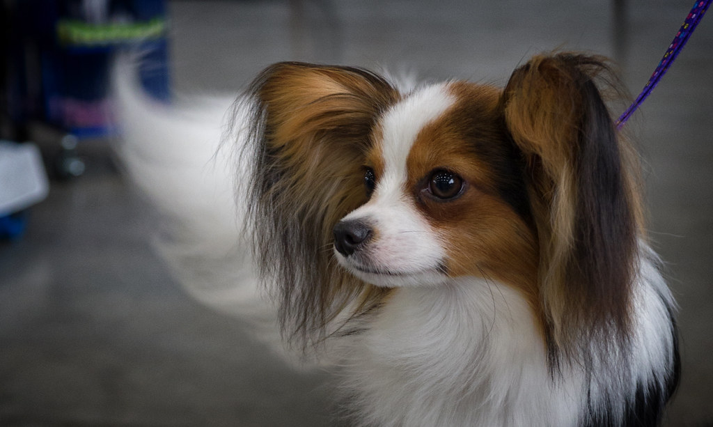 butterfly ears dog show Papillon ready to go marneejill Flickr