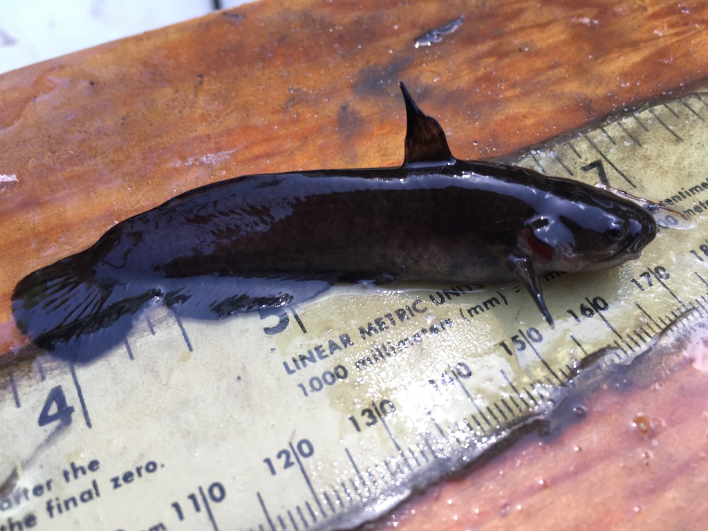 Black madtom The black madtom is a tiny catfish that reach… Flickr
