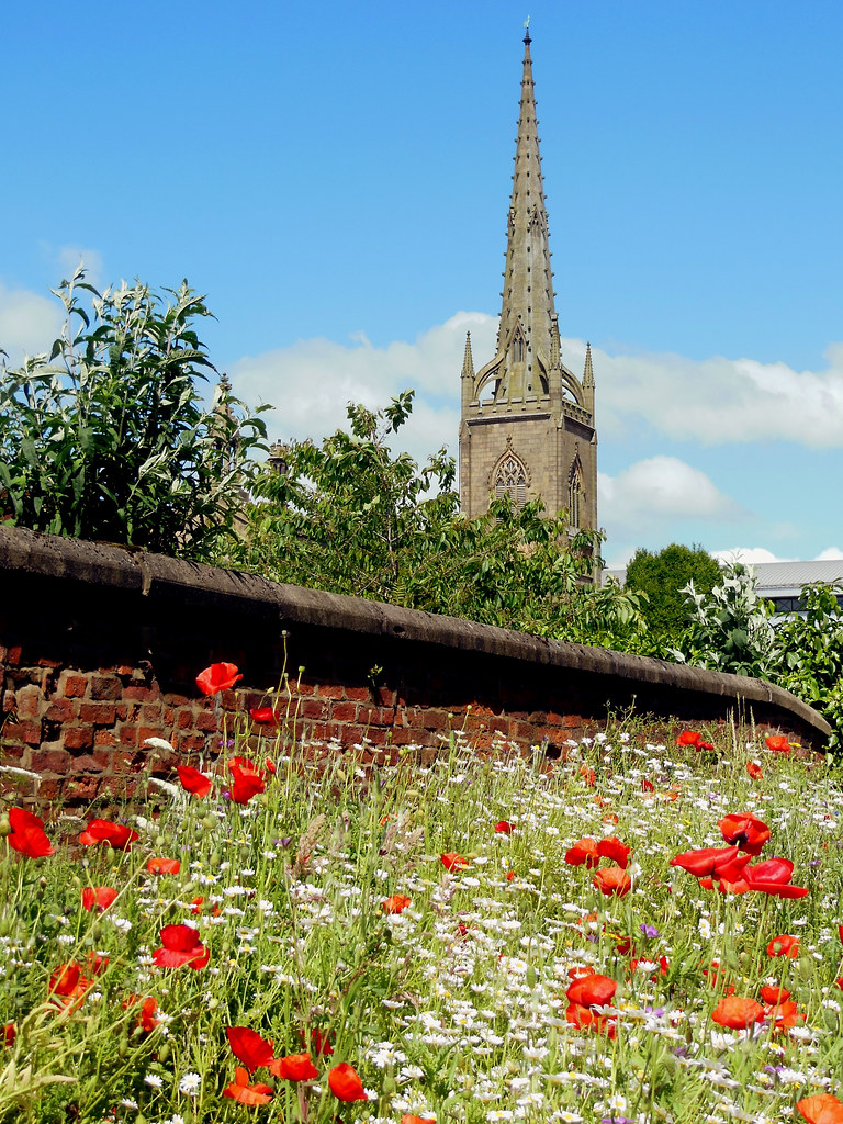 Preston wildflowers 70023venus2009 Flickr