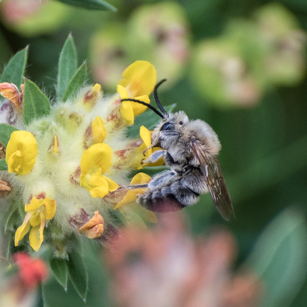 solitary bee 02736 rooibusch Flickr