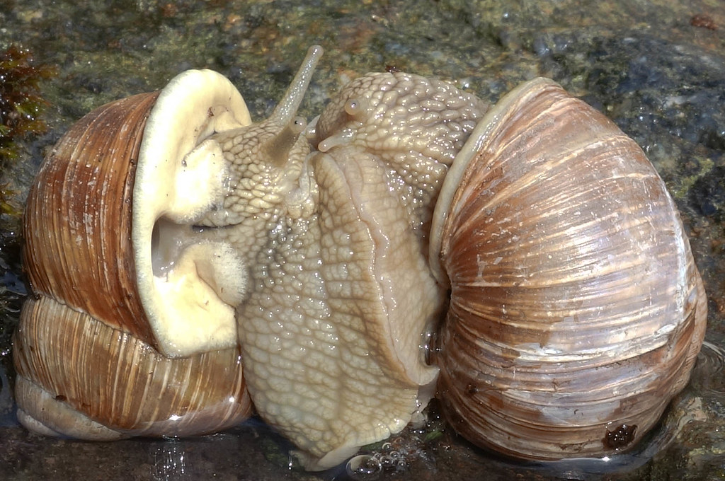 Snails couple Snails having sex. They have been doing it f… Flickr