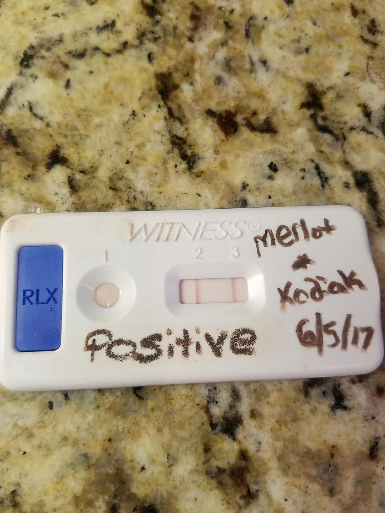 Dog Pregnancy test Dog Pregnancy test redpointlabs Flickr