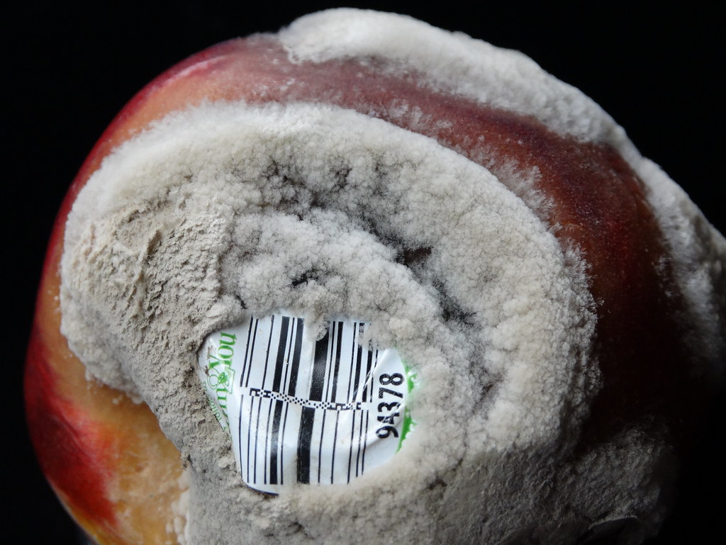 Yellow nectarine Brown rot Pathogen Monilinia fructicola… Flickr