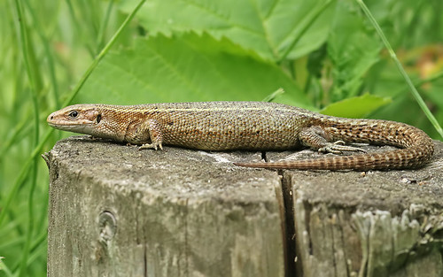 Pregnant Common lizard Messingham nature reserve, North