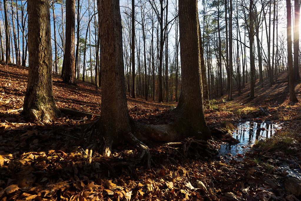 Another View of the Woodland Sprewell Bluff Park Upson Cou… Flickr