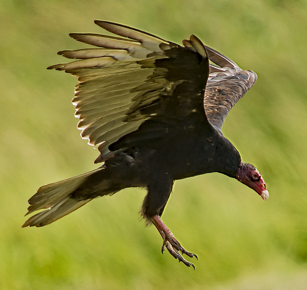 Turkey Vulture Coming in for a Landing Sparty Rodgers Flickr