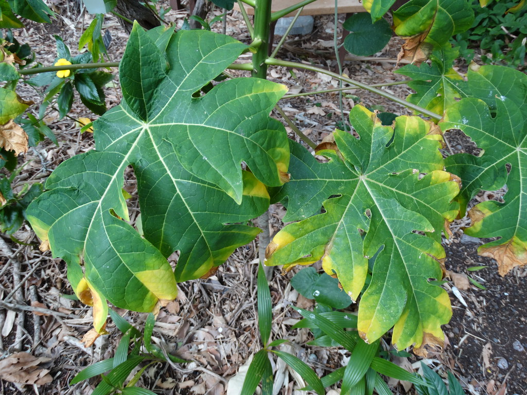 Papaya (Carica papaya) Potassium deficiency a photo on Flickriver