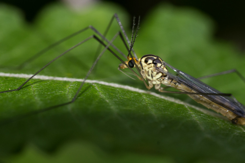 Crane Fly Garden_250617_0014 Mike Smith Flickr