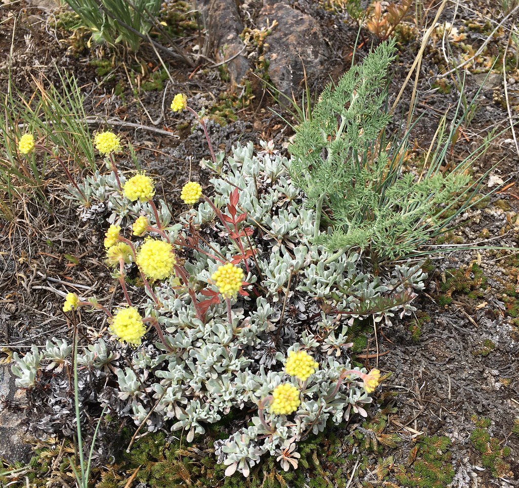 Eriogonum douglasii, Cow Creek Saddle, INPS Field Trip Flickr