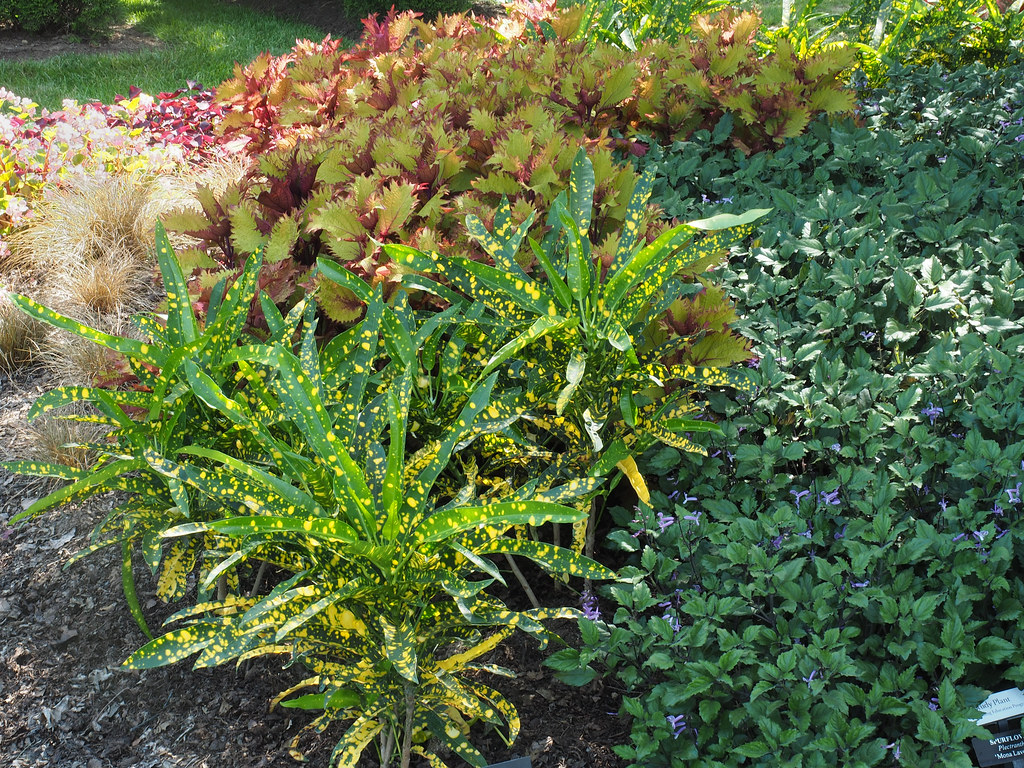 P7220681.jpg Croton 'Eleanor Roosevelt' (label info), Plec… Flickr