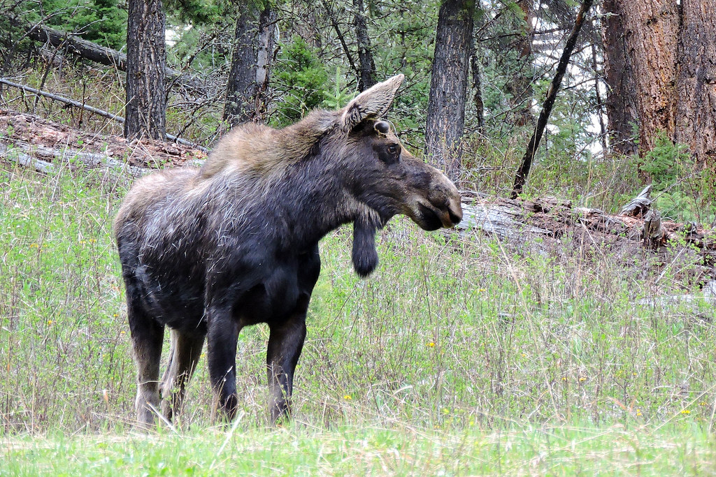 Moose Yellowstone National Park Skyler Moore Flickr