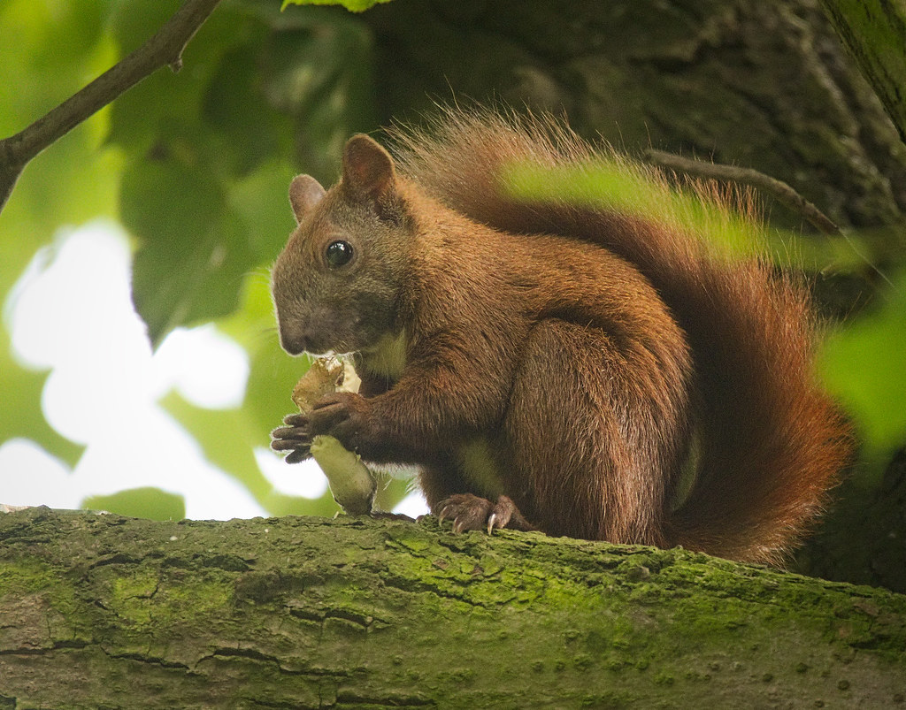 Eating a mushroom Young red squirrel (Sciurus vulgaris) ea… Flickr