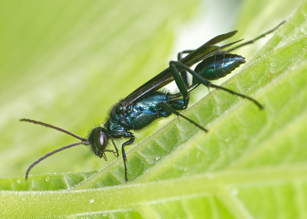 Blue mud dauber wasp Upper Peninsula of Michigan BlueMud… Flickr
