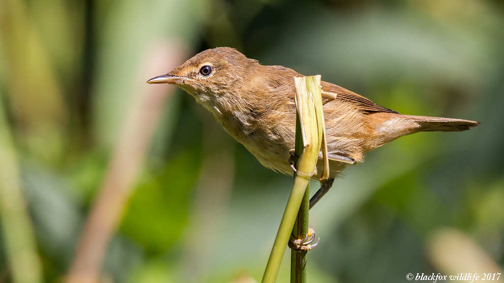 the lone reed two more reed warbler shots from yesterday .… Flickr