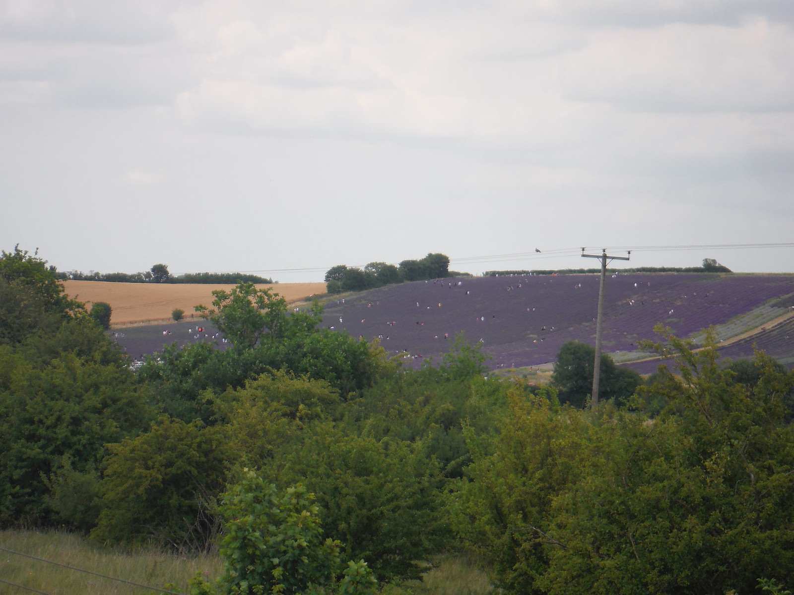 Photos Arlesey to Letchworth Garden City Walk SWC