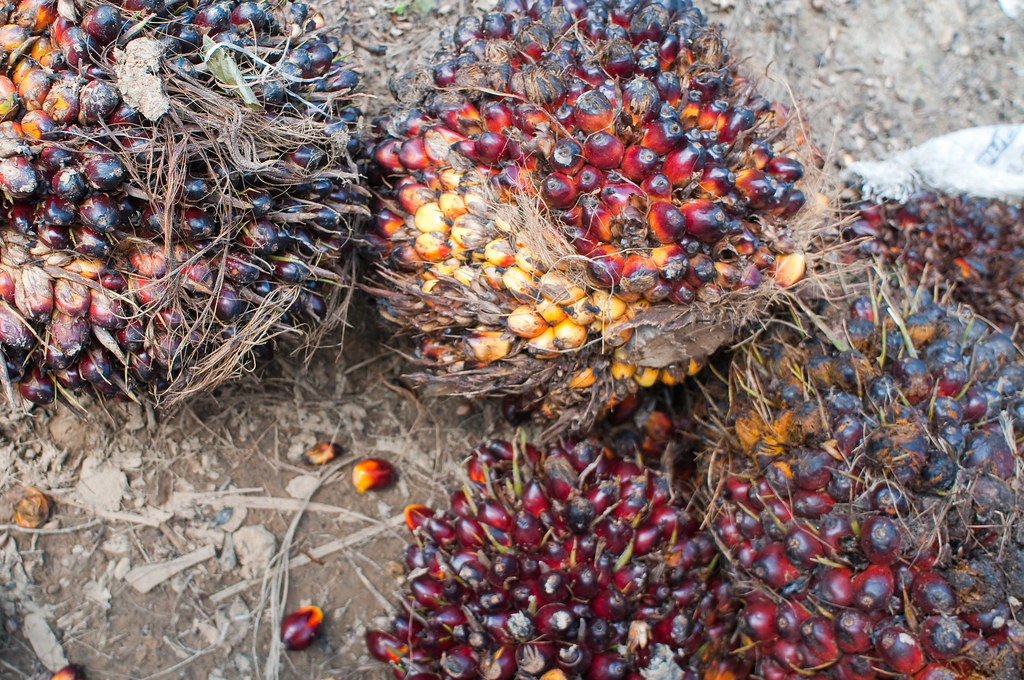 Oil palm fruits Oil palm fruits.East Kalimantan, Indonesia… Flickr