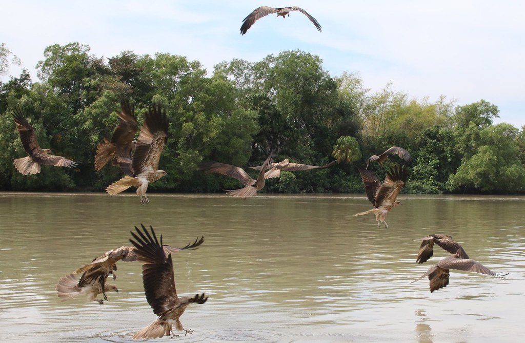 IMG_7150 (2) Whistling Kites Adelaide River, NT James Flickr