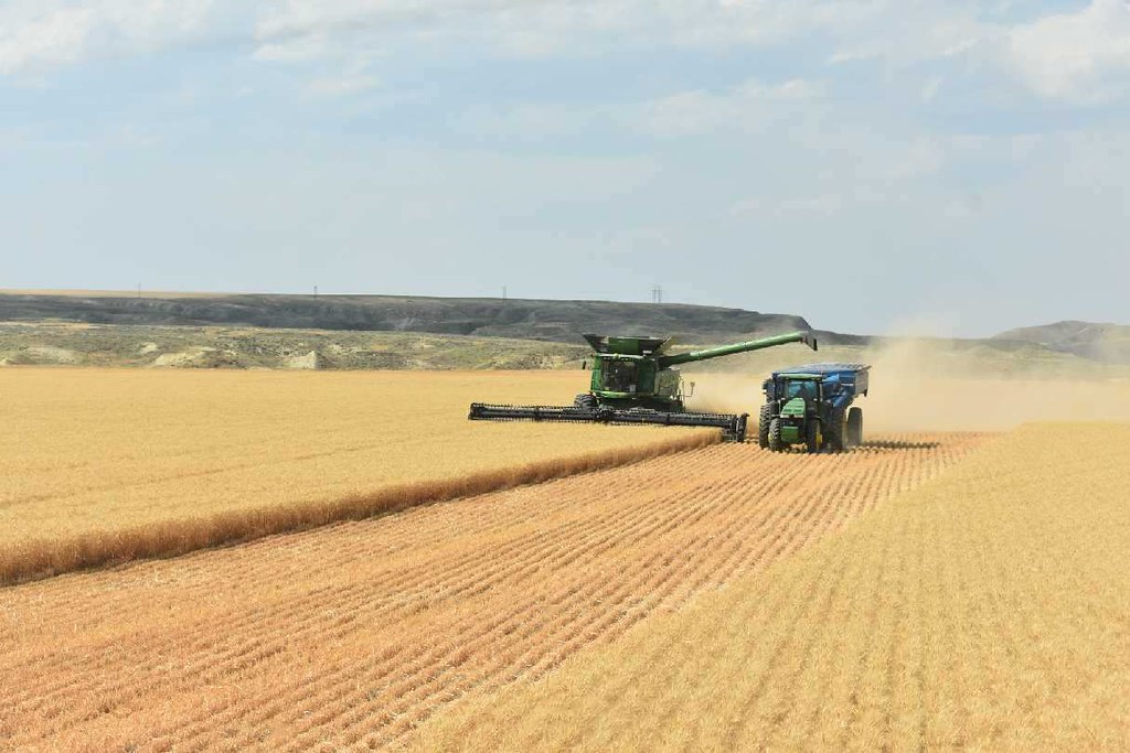 Schemper 2017 Montana Wheat Harvest (Photo by Jordan) All Aboard