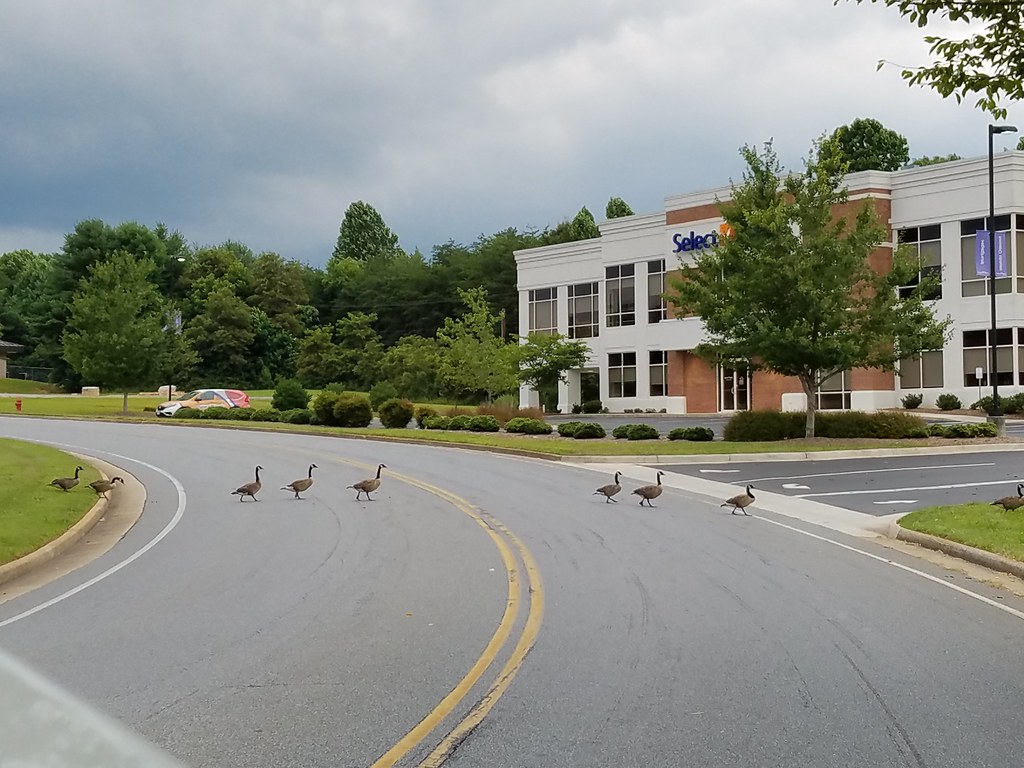 geese crossing Gristmill Drive, Forest, Virginia Kipp Teague Flickr