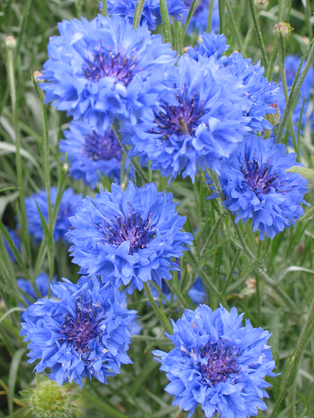 More Beautiful Flowers 146 Flickr