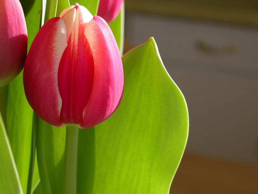 Costco Tulips Flickr