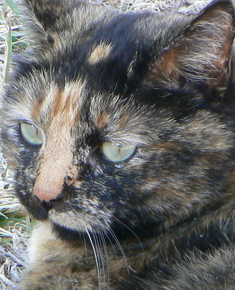 Periwinkle the cat Periwinkle belongs to members of our fa… Flickr