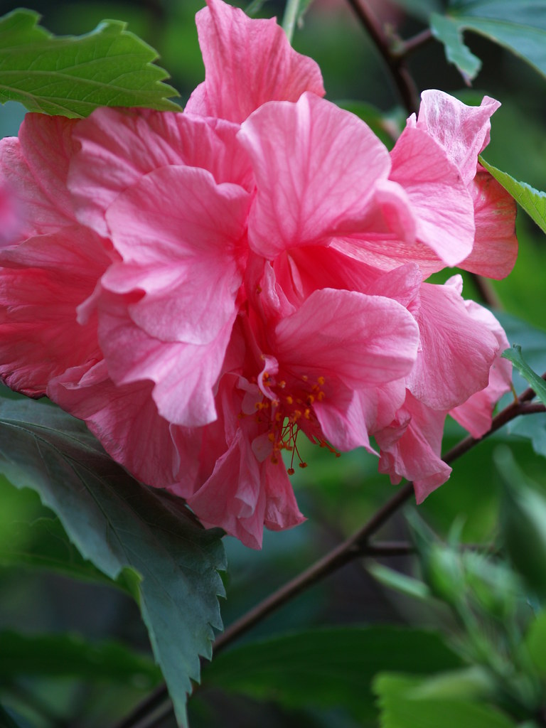 Kona flower 2 Christine Olson Flickr