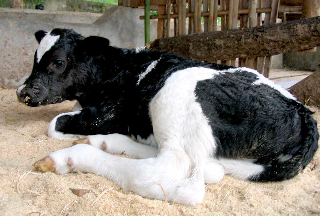 NewbornCalf Newborn Fresian Holstein Calf manglayang Flickr