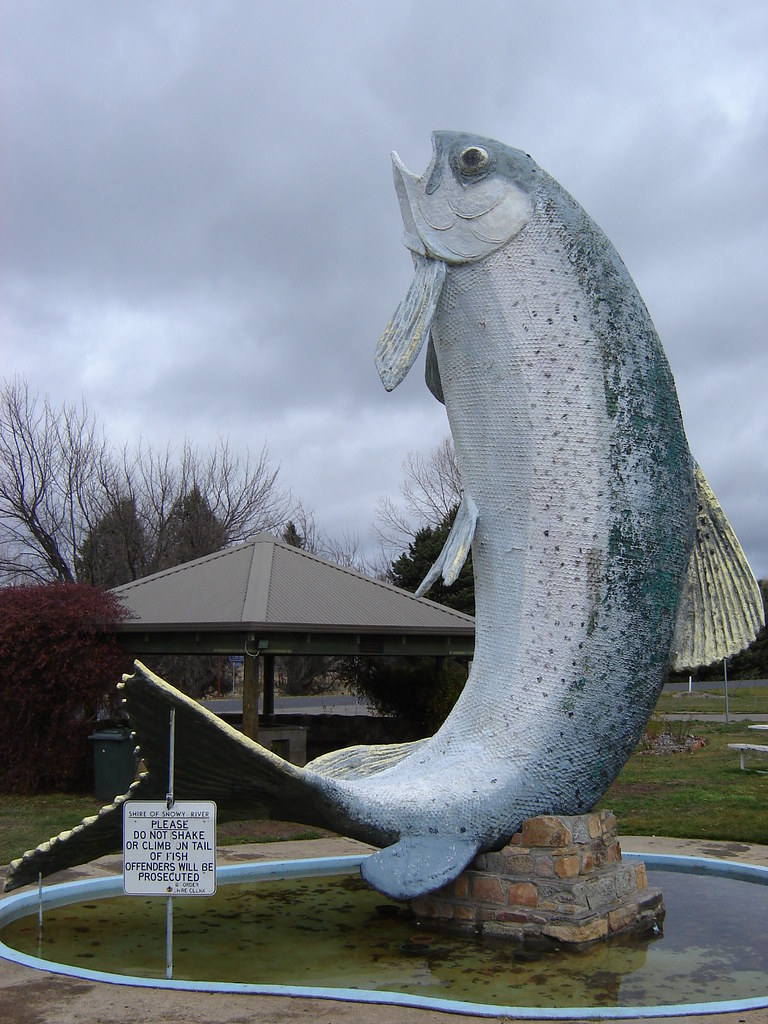 Big trout Located in Adaminaby, NSW Stephen Lawford Flickr