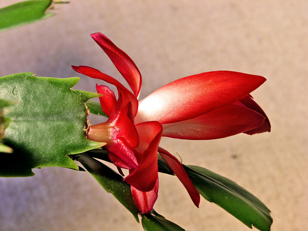 Last Xmas Cactus Flower This is the last flower on our Xma… Flickr
