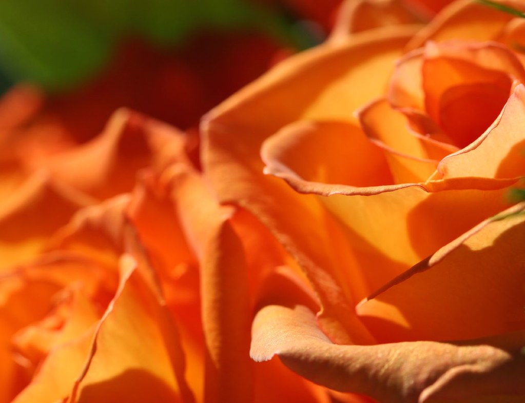 Roses soaking up the sunlight Amy Flickr