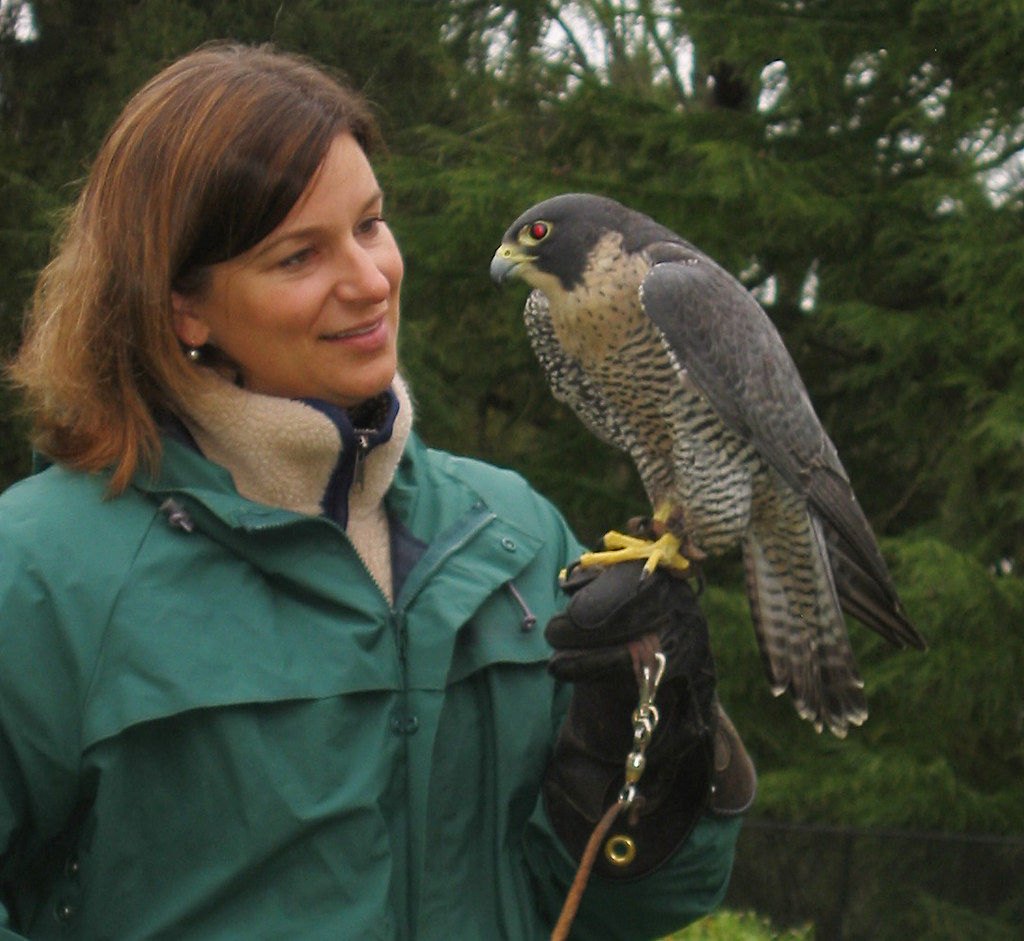 Falcon Peregrine falcon with trainer. Sonya Flickr
