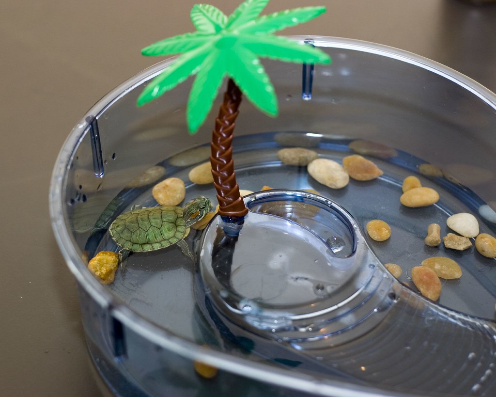 New Member of the Family I bought a turtle as a pet today.… Flickr