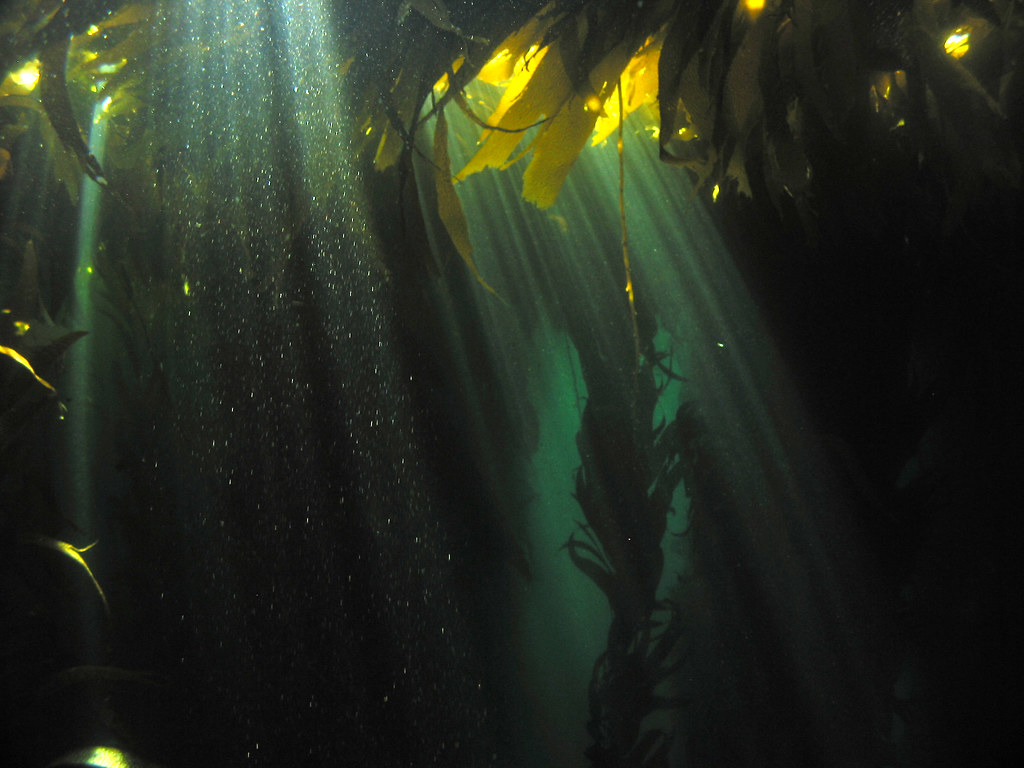 Kelp Beds Anacapa Island Kelp Beds Anacapa Island. Canon G… Flickr
