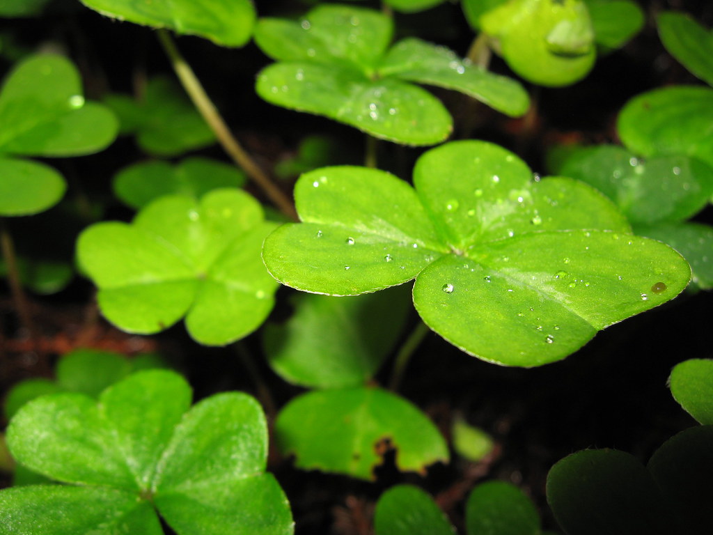 Not lucky Nothing but threeleaf clovers. Robert Hodgin Flickr