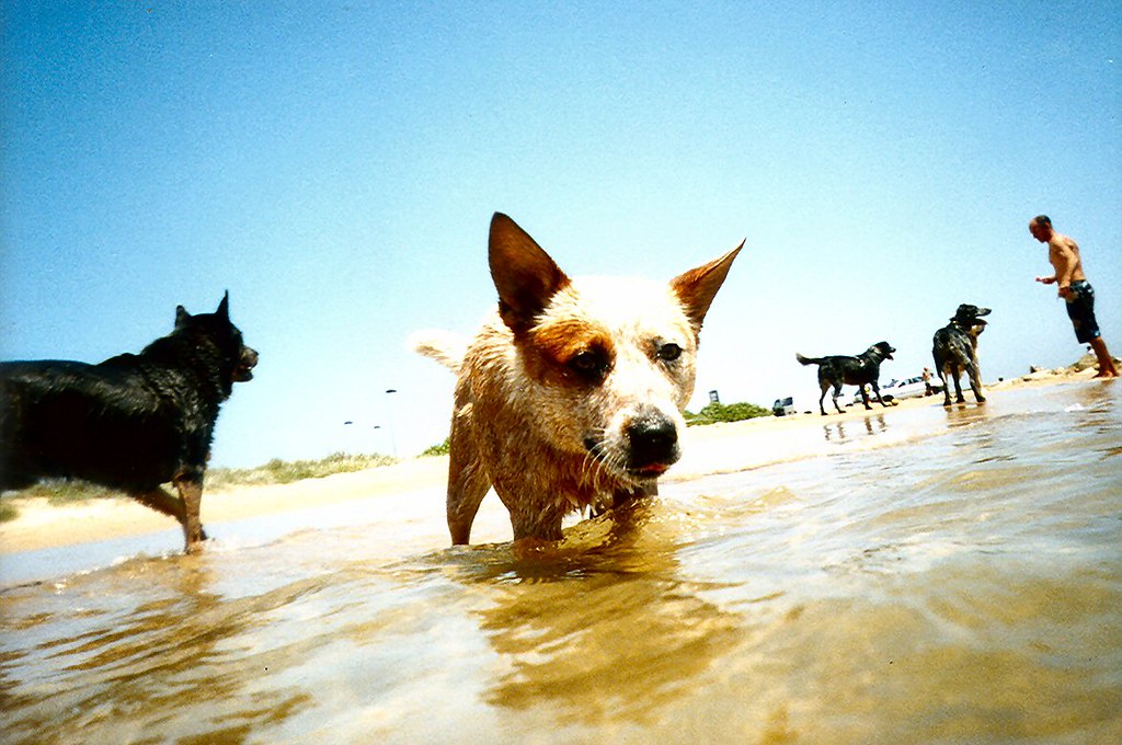 Swimming 4 Horseshoe Beach is on the harbour, so no waves.… Flickr
