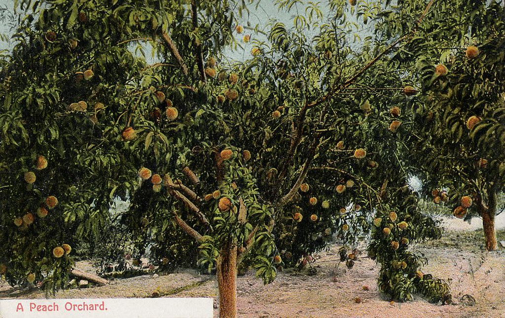 A Peach Orchard "California Products. Buy them where they … Flickr