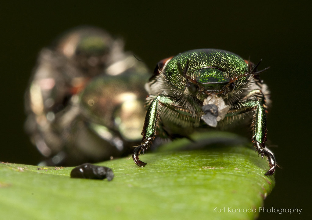 _MG_1802 Japanese Beetles eating a rose bush in the back y… Flickr