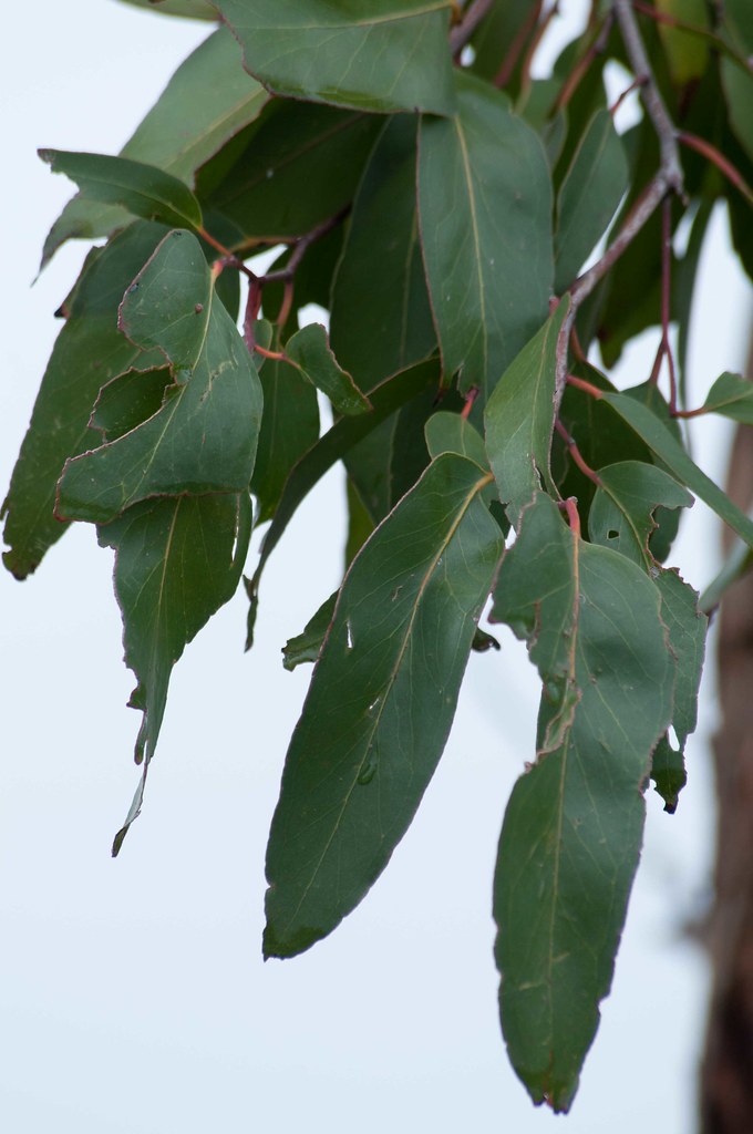 Eucalyptus obliqua (Messmate Stringybark, Messmate, String… Flickr