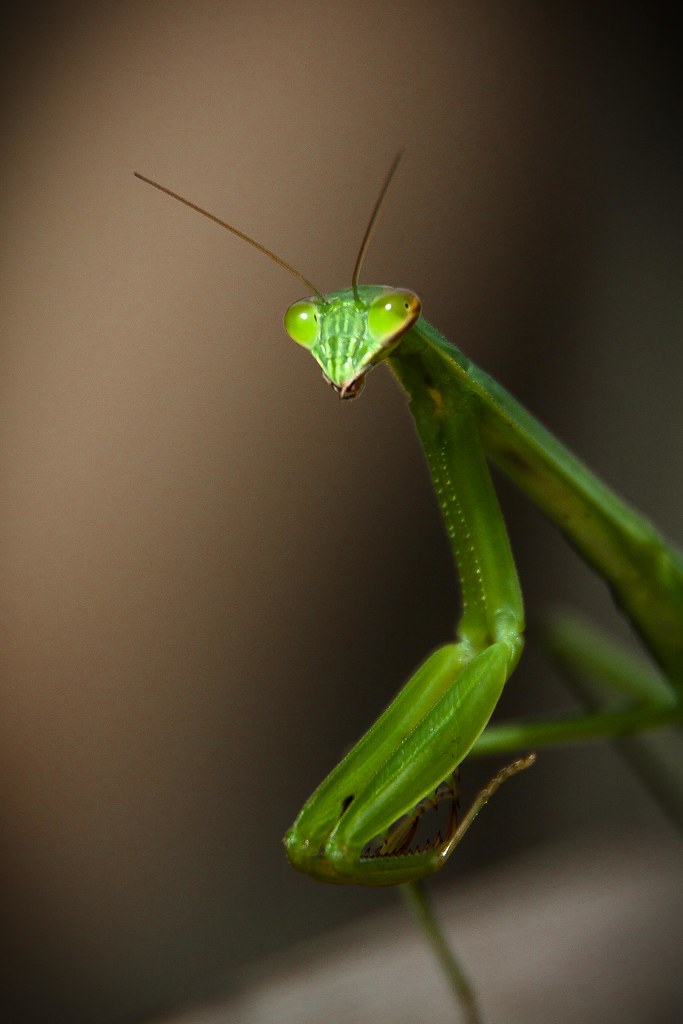 Green Praying Mantis He was eating aphids on my tomato pla??? Flickr