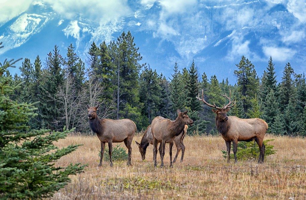 Rocky Mountain Elk An elk herd in their range near Mt. Run… Flickr