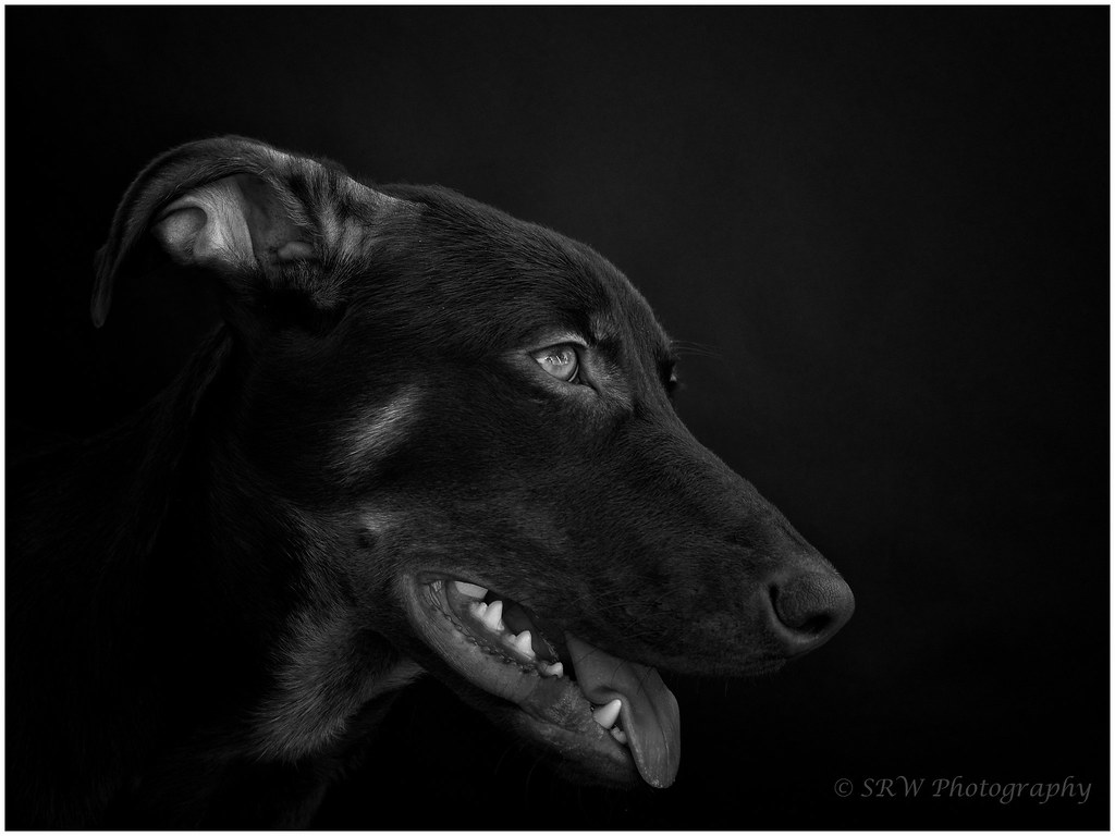 Puppy playtime was asked by a friend to take a photo of … Flickr