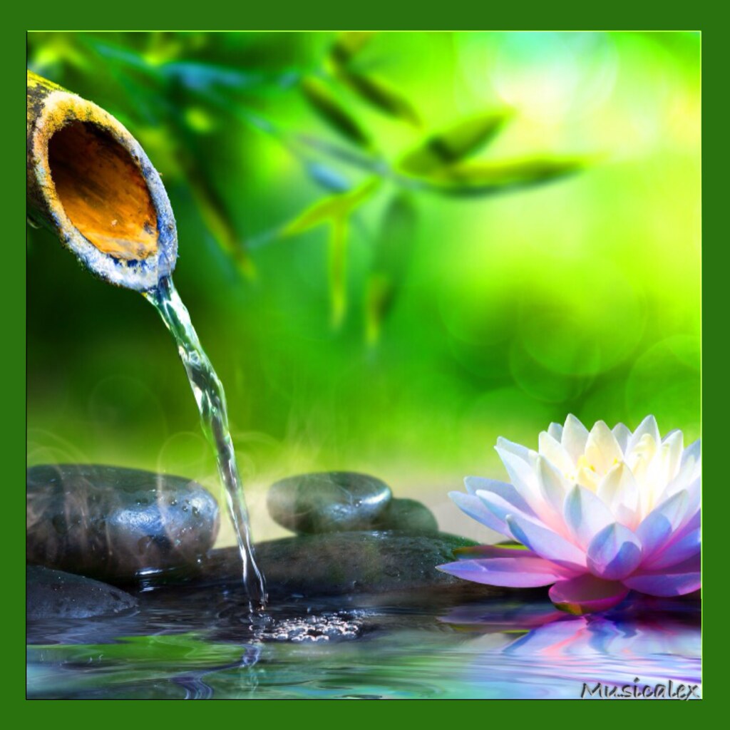 🎋 Bamboo et Fleur de Lotus Bamboo and Lotus Flower 🎋 Flickr