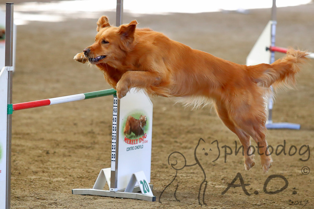 gara nazionale E.N.C.I. di agility dog indoor 16.07.2017