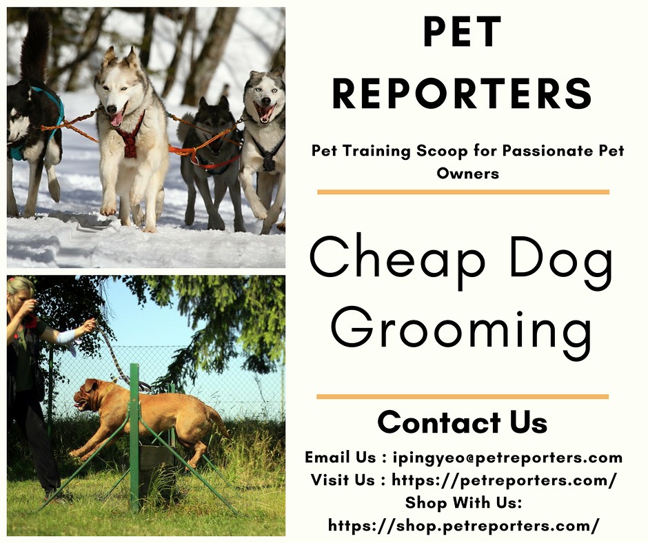 Cheap Dog Grooming Are you looking for cheap dog grooming … Flickr